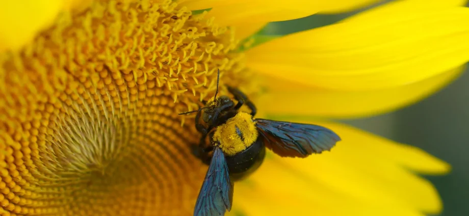 these-bees-have-nowhere-to-hide-from-extreme-heat