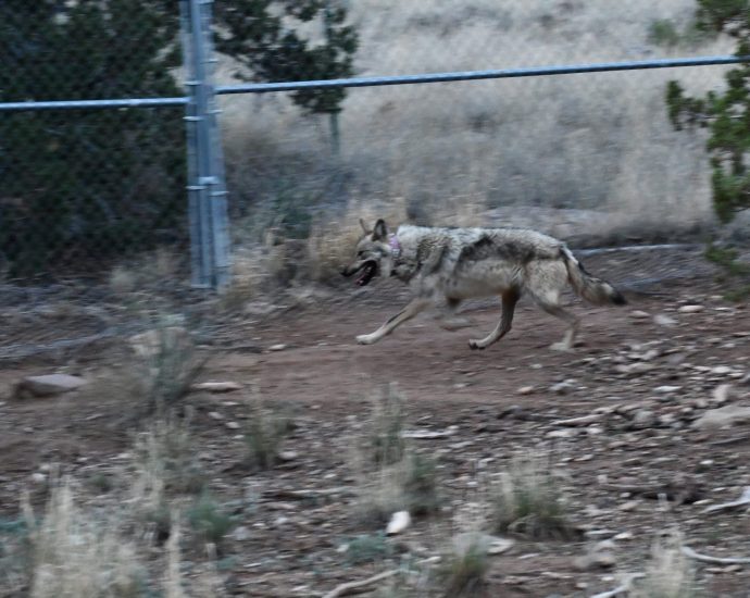 interior-delayed-endangered-wolf-release-in-new-mexico