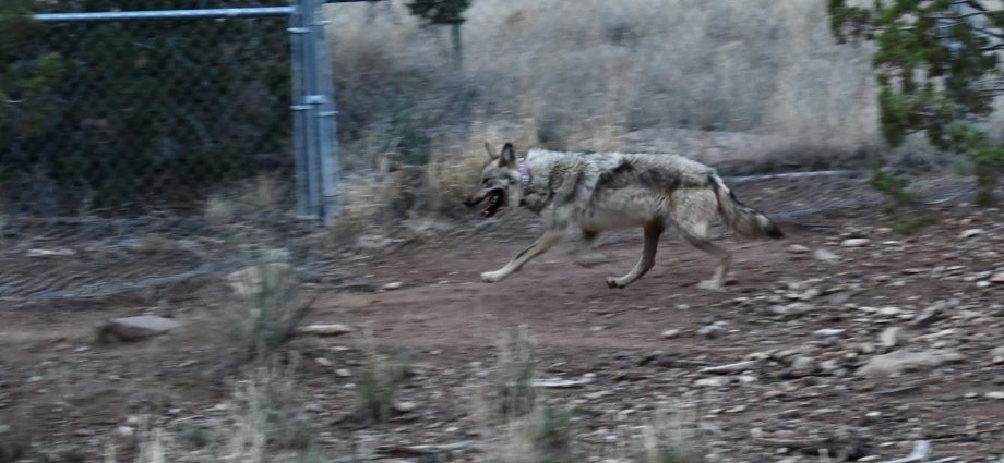 interior-delayed-endangered-wolf-release-in-new-mexico
