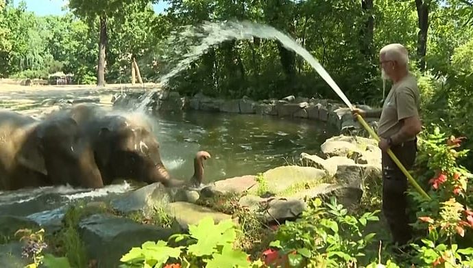 as-europe-bakes,-berlin-zoo’s-elephants-and-bears-cool-off
