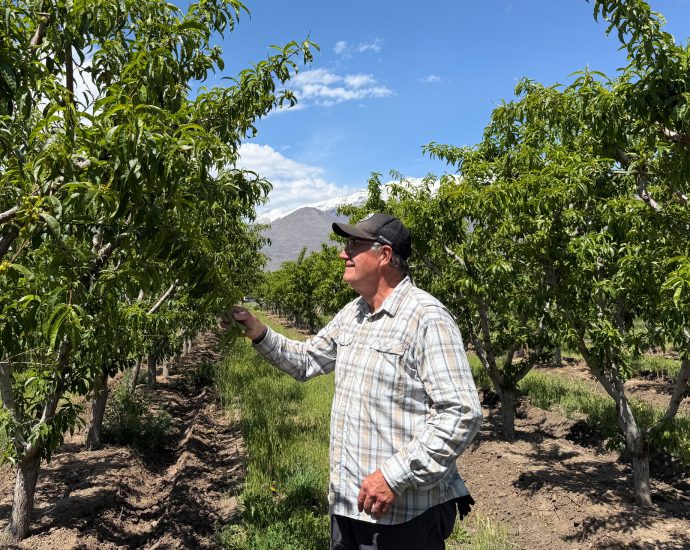 if-you-can’t-find-a-utah-peach-this-year,-climate-change-may-be-to-blame