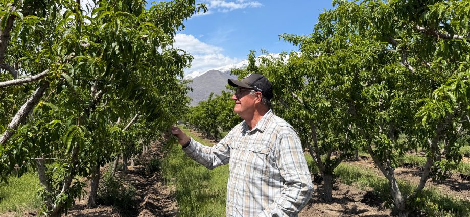 if-you-can’t-find-a-utah-peach-this-year,-climate-change-may-be-to-blame