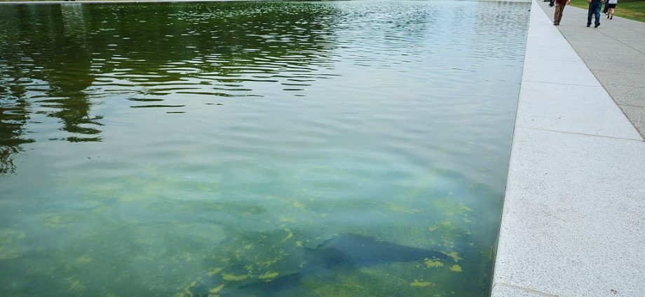 $14-million,-green-water,-peeling-paint:-the-traitor’s-reflecting-pool-reno-isn’t-going-well