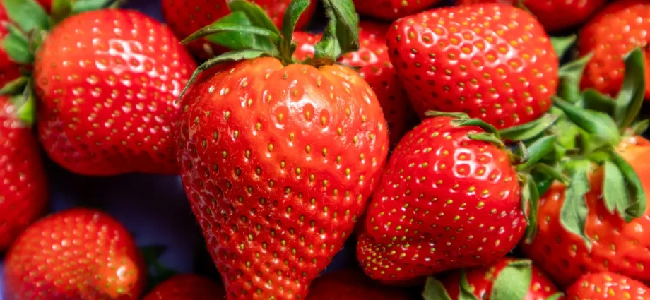 dna-time-stamps-reveal-the-strawberry’s-surprising-origins
