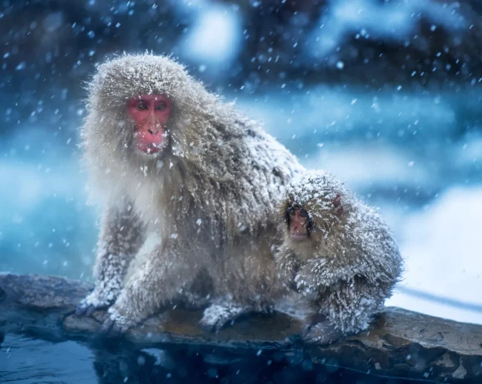 the-first-primates-may-have-evolved-in-the-cold,-not-the-tropics