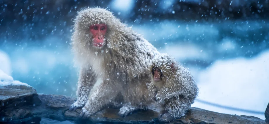 the-first-primates-may-have-evolved-in-the-cold,-not-the-tropics