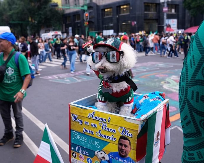 meet-osito,-the-rescue-dog-winning-hearts-at-the-world-cup