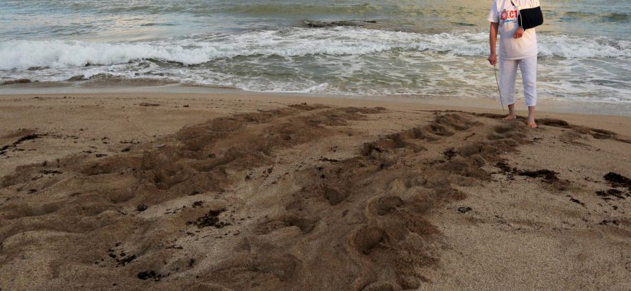 mourners-gather-to-remember-lebanese-conservationist-killed-by-israel