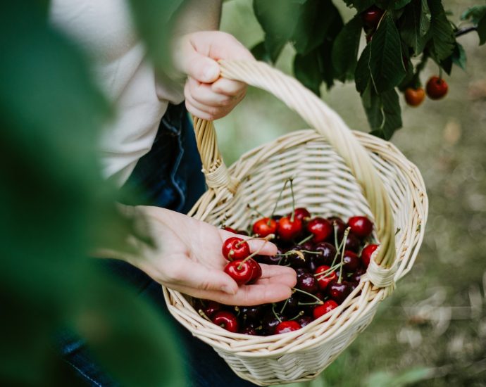 fruit-farmers-still-feeling-fallout-from-april-freeze-that-killed-their-crops