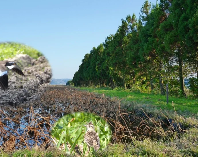 more-trees-can-mean-fewer-birds,-new-study-reveals