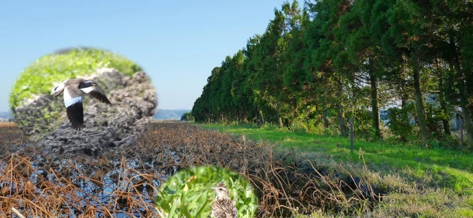 more-trees-can-mean-fewer-birds,-new-study-reveals