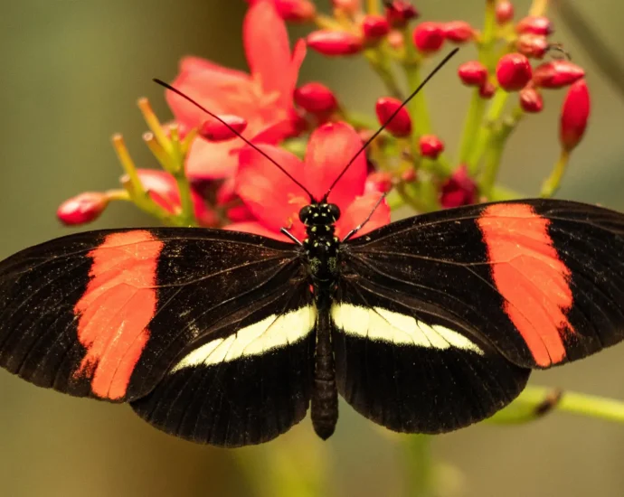 butterfly-that-barely-ages-could-help-unlock-longevity-secrets