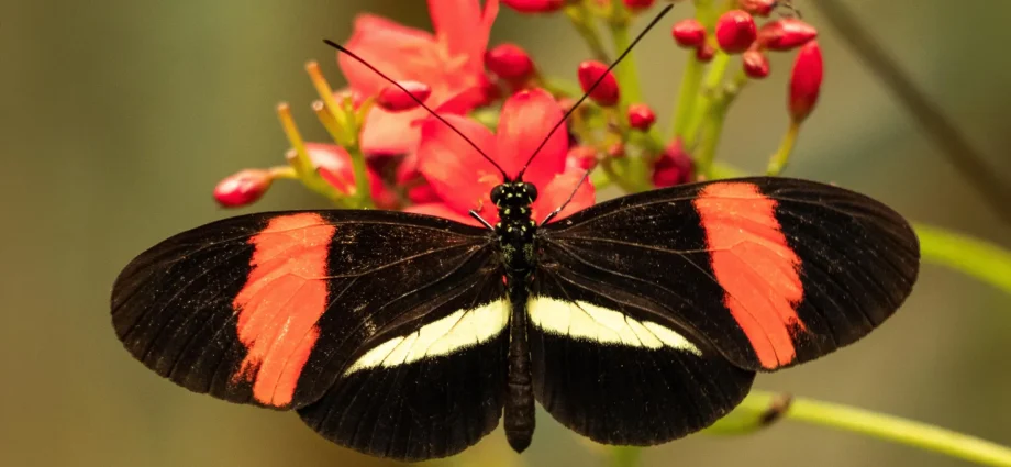 butterfly-that-barely-ages-could-help-unlock-longevity-secrets