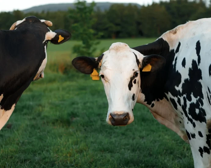 scientists-finally-solved-how-h5n1-bird-flu-hid-in-dairy-cows