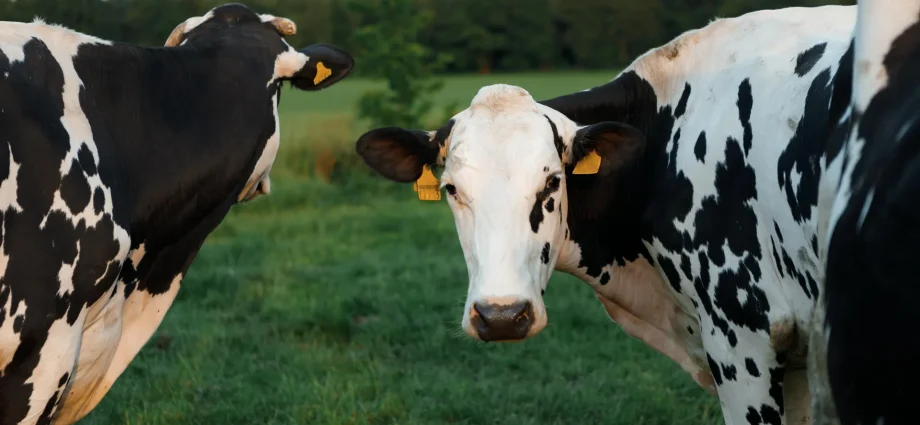 scientists-finally-solved-how-h5n1-bird-flu-hid-in-dairy-cows