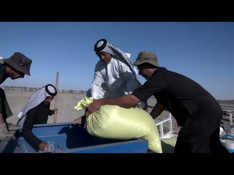 iraq-rice-production-rebounds-as-drought-ends,-but-future-uncertain