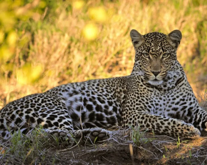 why-south-africa’s-leopards-shrank-to-half-their-normal-size