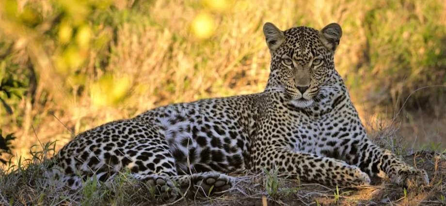 why-south-africa’s-leopards-shrank-to-half-their-normal-size