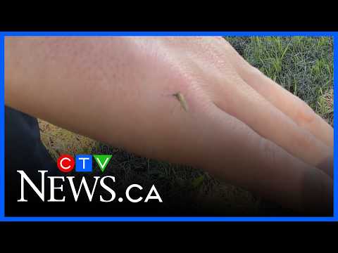 mosquitoes-back-in-force-after-heavy-rainfall-in-edmonton