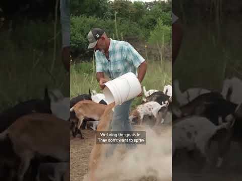 this-‘messi-the-goat’-clears-weeds-during-world-cup