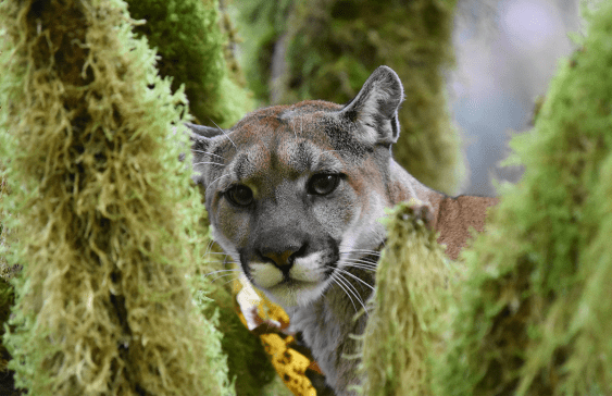 How to Dodge a Mountain Lion