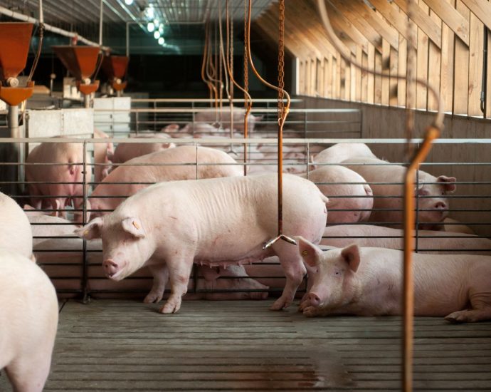 the-$30m-fight-over-pigs,-pork-and-state-power