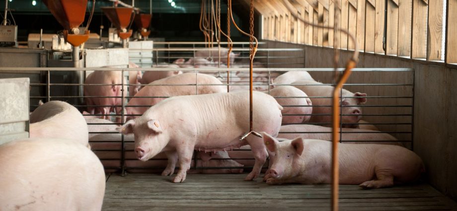 the-$30m-fight-over-pigs,-pork-and-state-power