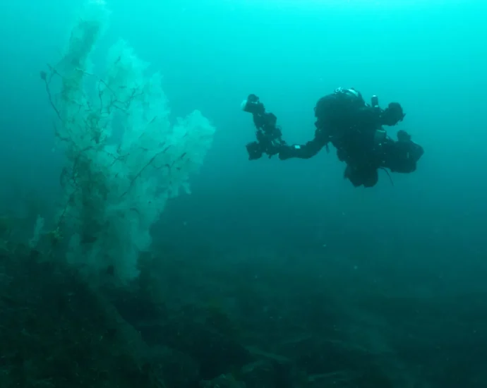 “absolutely-huge”-400-year-old-black-coral-stuns-scientists-in-new-zealand
