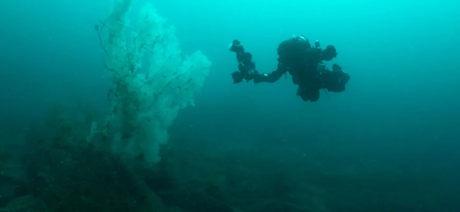 “absolutely-huge”-400-year-old-black-coral-stuns-scientists-in-new-zealand