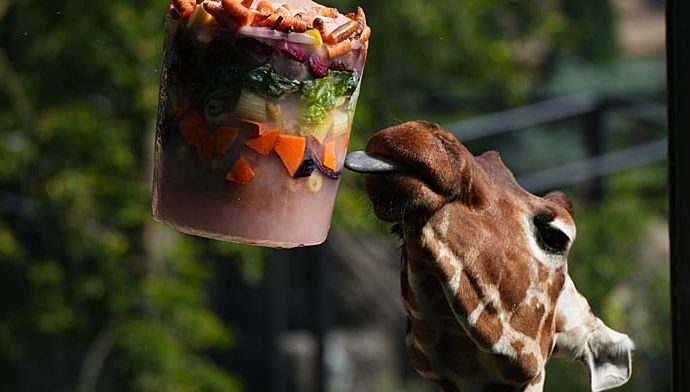 frozen-feasts-and-cool-pools-help-rome-zoo-animals-survive-heatwave