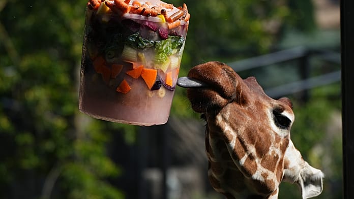 frozen-feasts-and-cool-pools-help-rome-zoo-animals-survive-heatwave