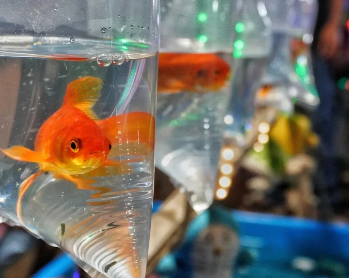 from-pet-to-pest,-goldfish-can-wreck-entire-ecosystems