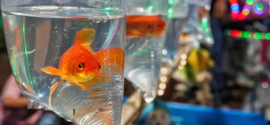 from-pet-to-pest,-goldfish-can-wreck-entire-ecosystems