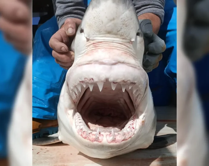 a-“ghost”-great-white-shark-just-reignited-a-160-year-mediterranean-mystery