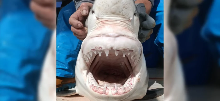 a-“ghost”-great-white-shark-just-reignited-a-160-year-mediterranean-mystery
