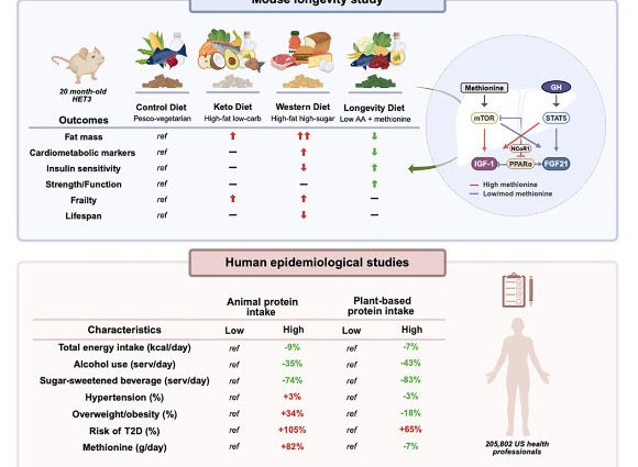 Modified Mediterranean Diet Extends Healthy Lifespan in Mice: Study