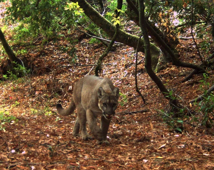 mountain-lions-changed-everything-in-this-tiny-california-preserve