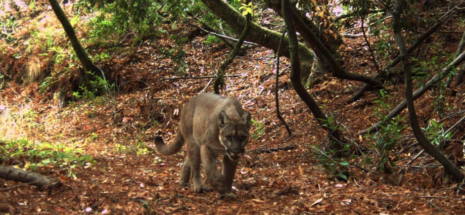 mountain-lions-changed-everything-in-this-tiny-california-preserve