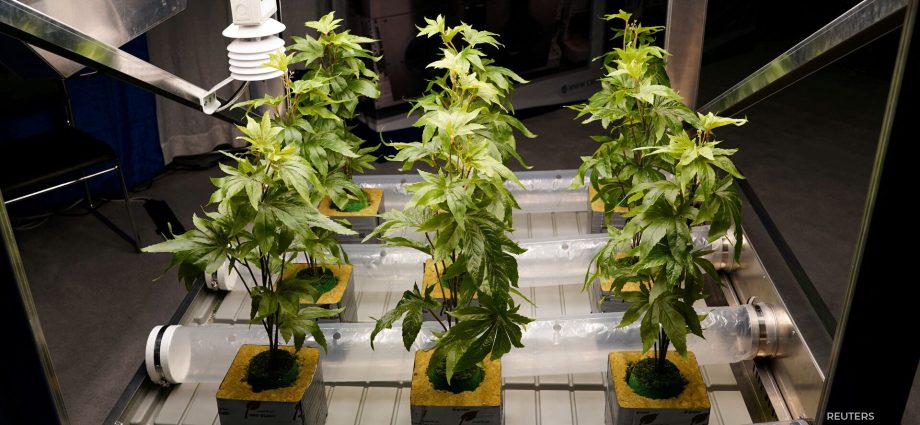 dea-hearing-on-proposed-federal-marijuana-rescheduling-to-begin-monday