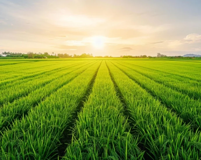 these-tiny-soil-microbes-could-rescue-crops-from-salty-farmland