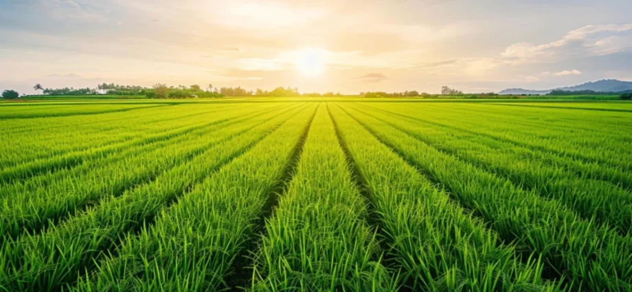 these-tiny-soil-microbes-could-rescue-crops-from-salty-farmland
