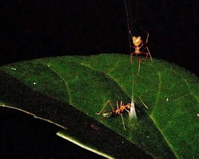 this-newly-discovered-ballista-spider-catapults-ants-into-a-deadly-trap