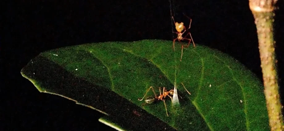 this-newly-discovered-ballista-spider-catapults-ants-into-a-deadly-trap