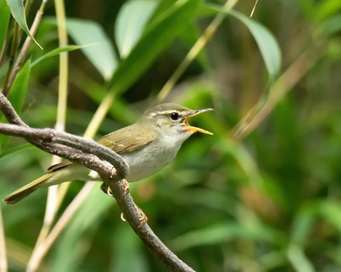 hidden-bird-species-discovered-in-japan-after-dna-reveals-a-stunning-secret
