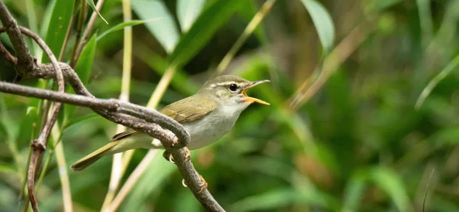 hidden-bird-species-discovered-in-japan-after-dna-reveals-a-stunning-secret