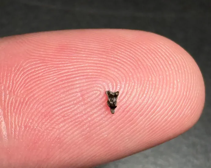 teeth-smaller-than-a-fingertip-reveal-our-first-primate-ancestor