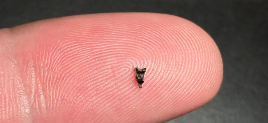 teeth-smaller-than-a-fingertip-reveal-our-first-primate-ancestor
