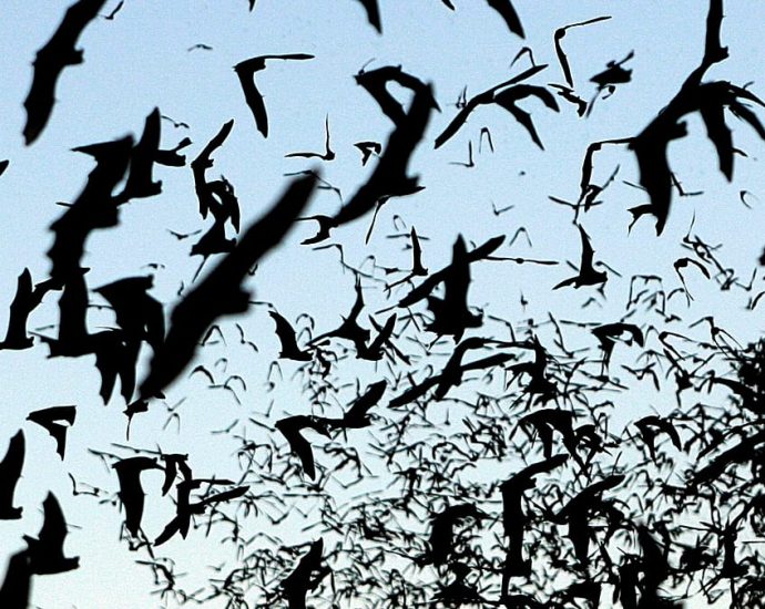 11-year-old-boy-dies-from-rabies-in-canada-after-waking-up-to-a-bat-on-his-face