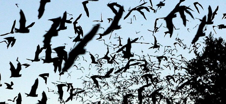 11-year-old-boy-dies-from-rabies-in-canada-after-waking-up-to-a-bat-on-his-face