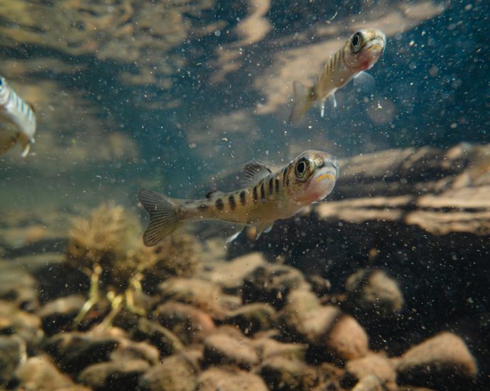 the-klamath-tribes-couldn’t-get-federal-dollars-for-salmon.-then-the-yurok-stepped-in
